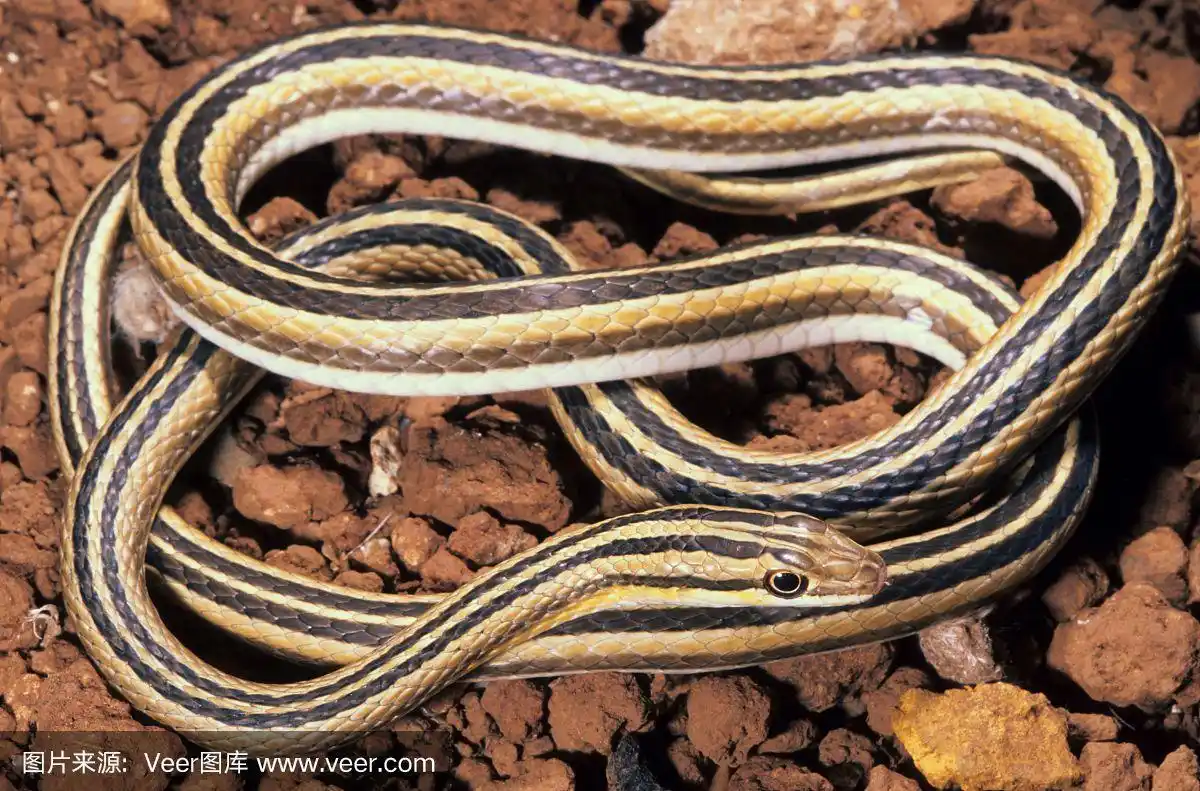 利斯的沙蛇.全身盘绕.