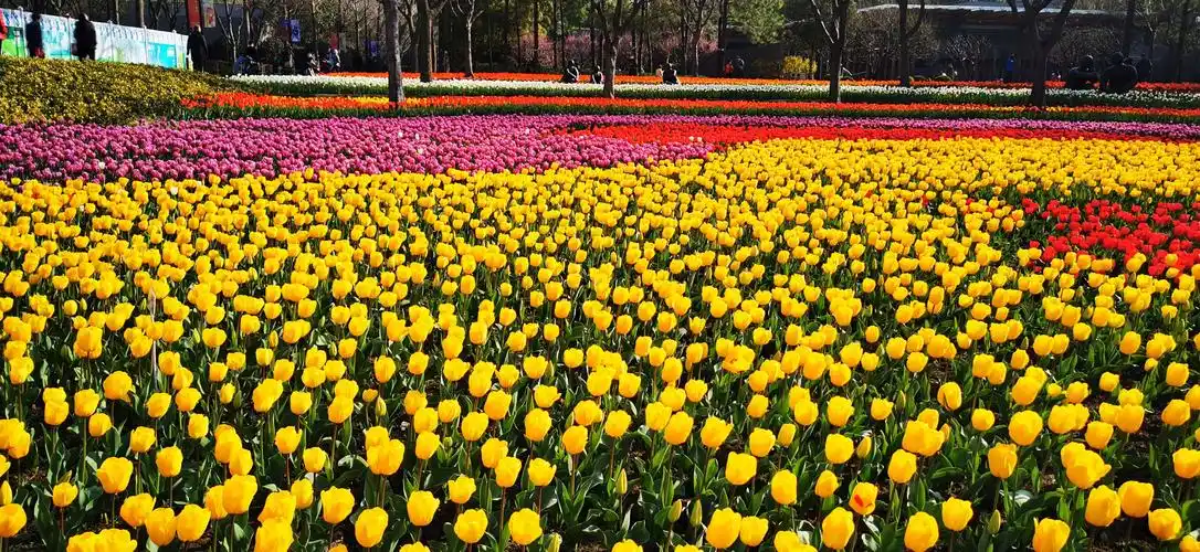 其它 上海静安雕塑 公园郁金香 写美篇2021年3月15日拍摄