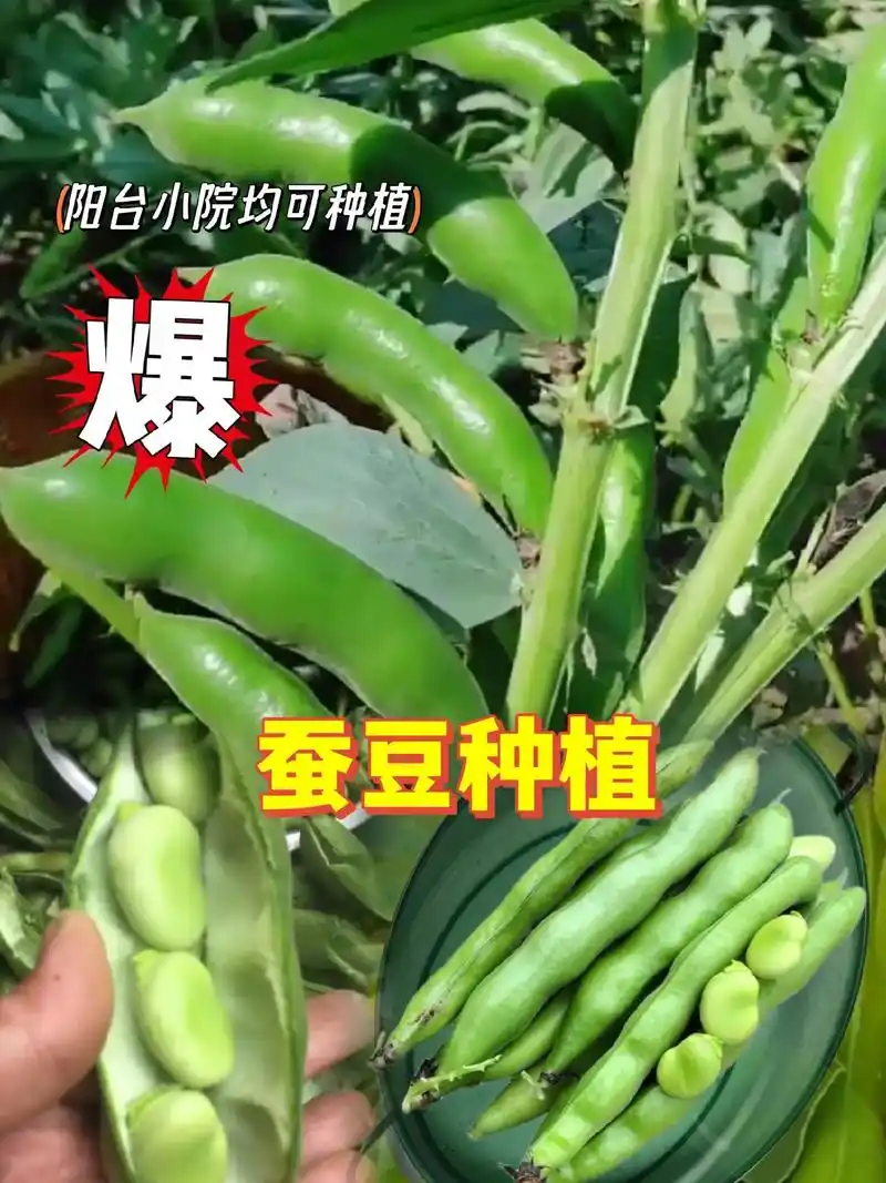 蚕豆又叫兰花豆,可炒吃叶可油炸当下饭菜,喜欢吃蚕豆的朋友,你 - 抖音
