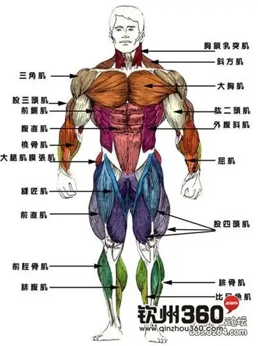 【分享】运动后如何缓解肌肉疼痛 - 钦州美利达蓝海俱乐部-钦州360网