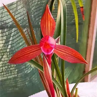 春兰超漂亮绝顶藏品红草红素 - 中国兰花交易网