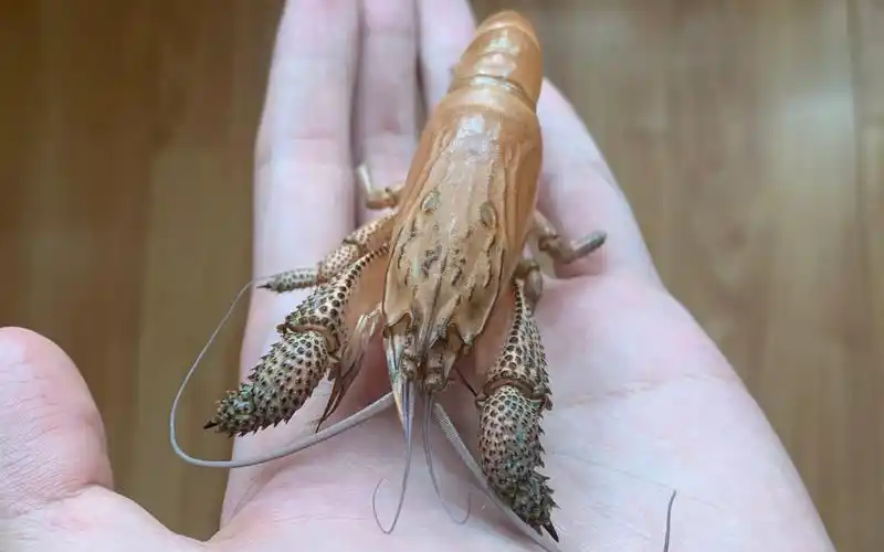 非洲巨型网球虾饲养