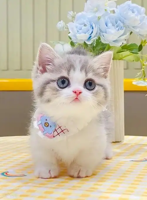 小猫咪们或呆萌软糯,或灵动可爱,或高傲,或粘人,或胖乎乎,或软绵绵,差