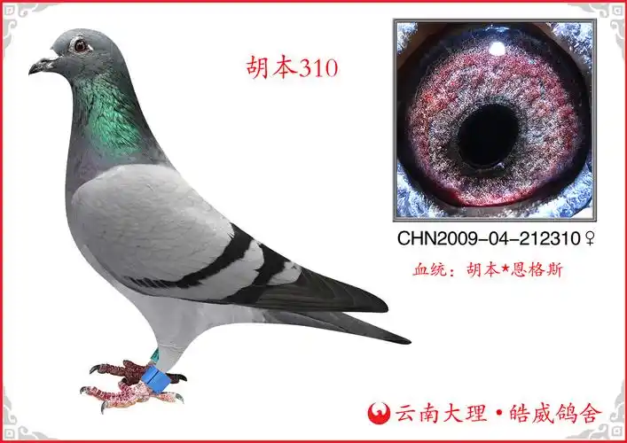 com爱鸽商城_中国信鸽信息网