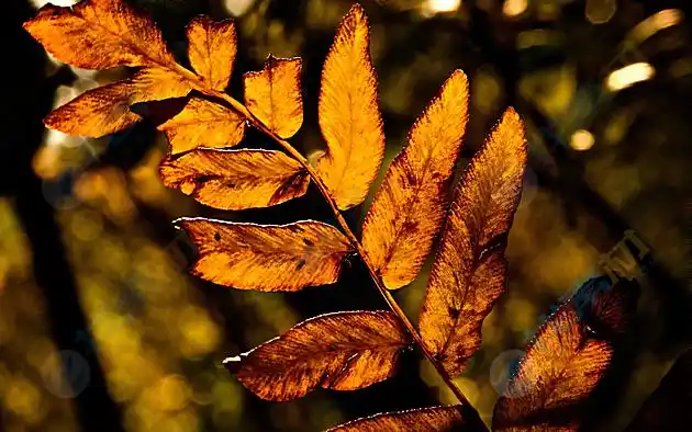 秋季的树叶高清图片下载