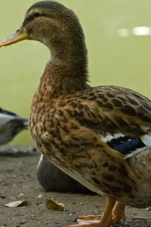 鸭子,羽毛 iphone 壁纸