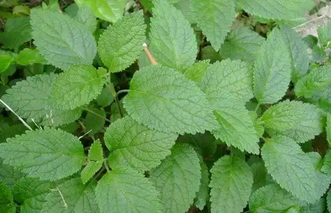 一杯饭后藿香叶