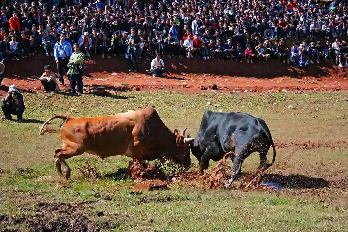 2023年布拖县彝族火把节十一项活动等你来体验