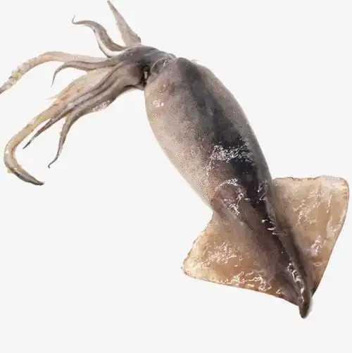 新鲜鱿鱼_新鲜大鱿鱼png素材-90设计