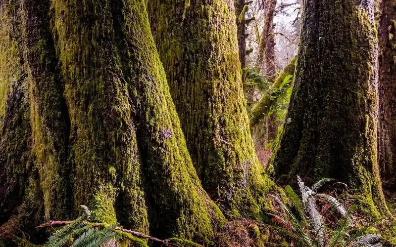原始森林自然风光高清照片桌面壁纸