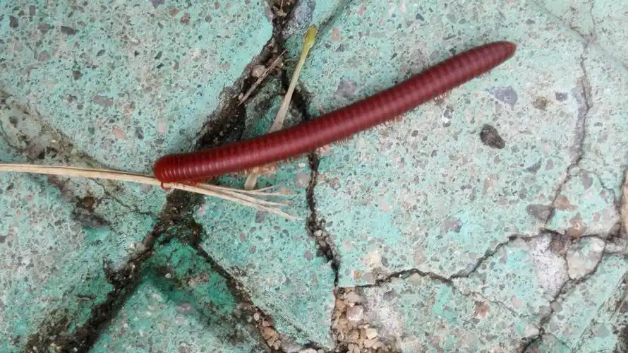 请问这是什么虫子?