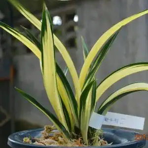 达摩中透兰花开花图