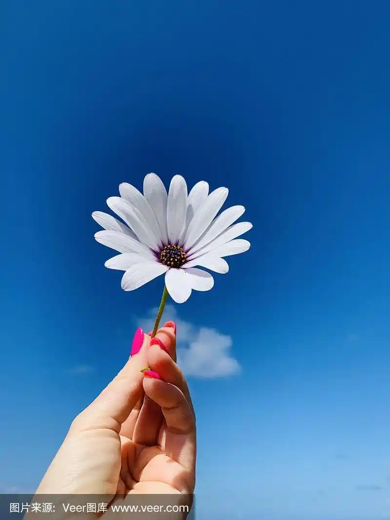 白色,手,蓝色,仅一朵花,女性