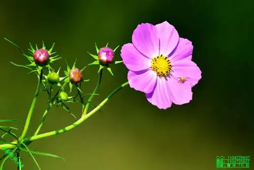 豪哥街拍#——初秋的漂亮花朵——格桑花(扫帚梅)——北国小城明珠二