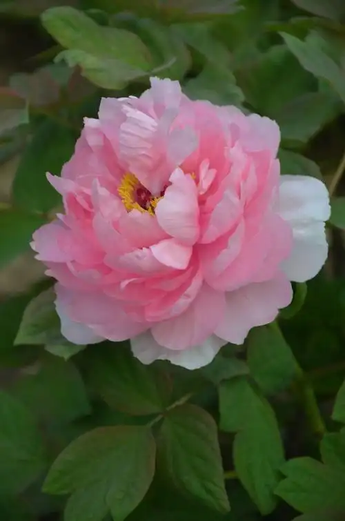 牡丹——贵妃插翠