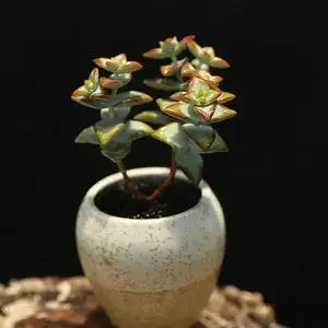 西童自由女神多肉小老桩群生多头植物易爆盆萌肉室内小盆栽好养