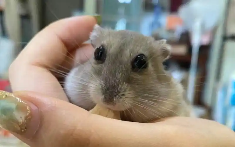 【仓鼠】张寸光的卡姿兰大眼睛