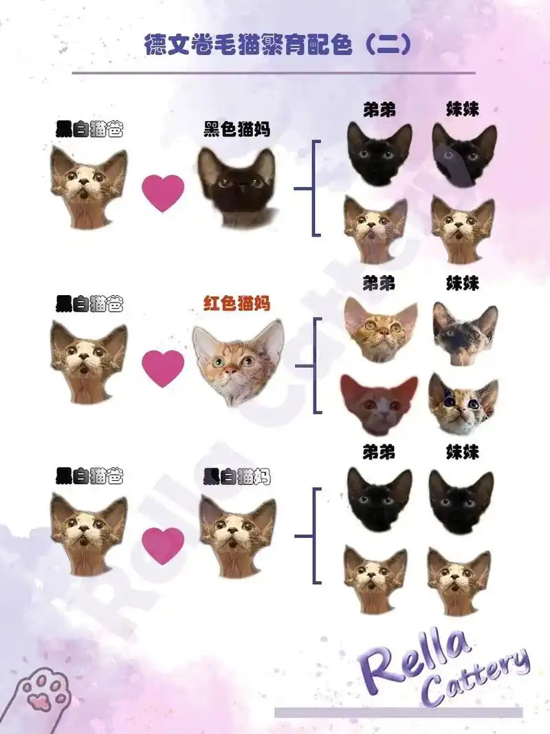 萌宠科普|德文卷毛猫繁育配色266.小伙伴9292们,大家好. - 抖音