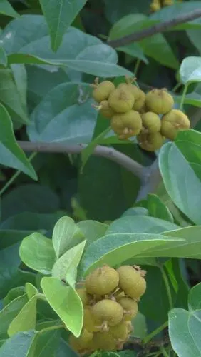 让我们安静一些(石岩枫树果)