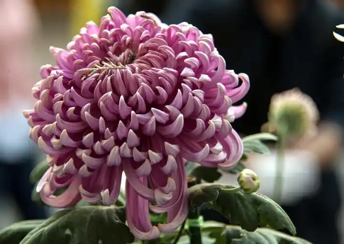 太原市第25届菊花展