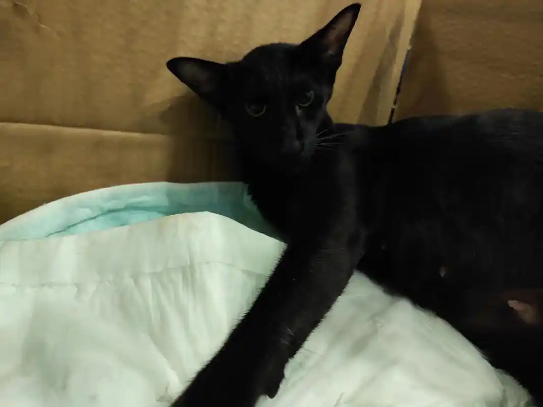 东方短毛猫暹罗猫出生了 - 抖音