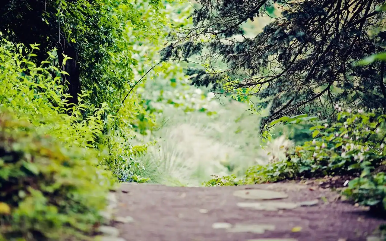 夏季林间小路唯美意境风景图片桌面壁纸下载