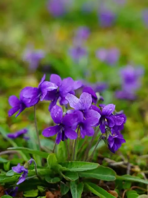 阳澄湖畔的野花野草