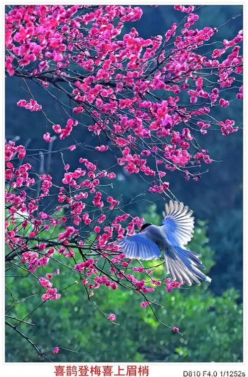 喜鹊登梅《二》(副本)