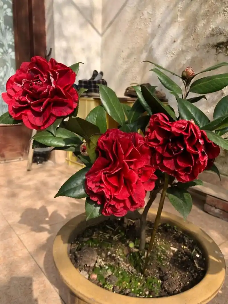 山茶花:红叶贝拉 比较好的一个品种,花大且奔放,花