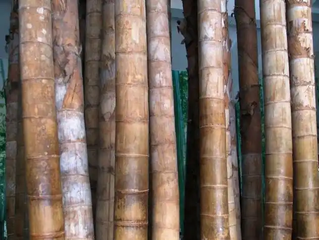 世界上最高最粗的竹子巨龙竹最高可达45米