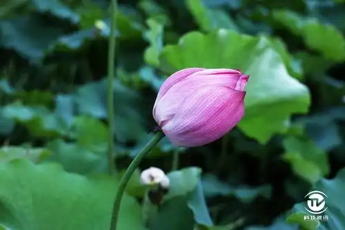 荷花摄影技巧之一:取近景拍单朵花