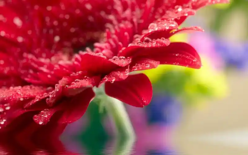 初秋唯美小清新花朵非洲菊高清养眼桌面壁纸(一)