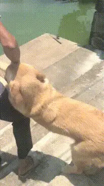 男子从不在晚上遛狗,问他原因后苦笑,怕别人说自己老年痴呆!