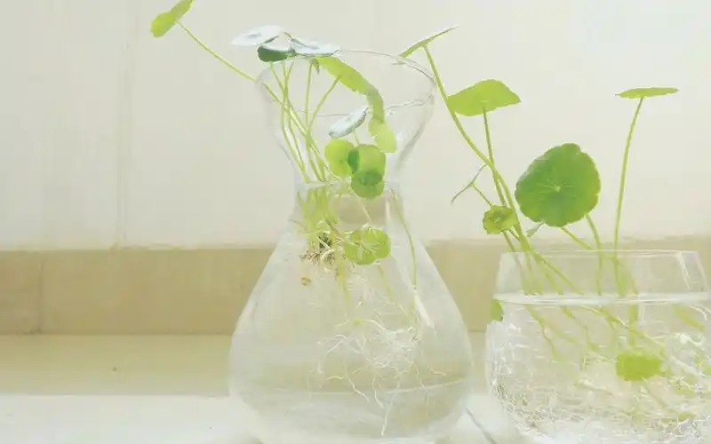 桌面背景图清新 桌面背景图小清新