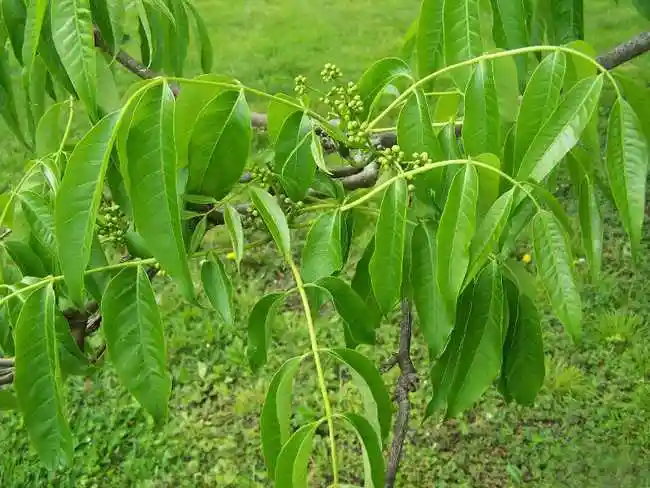 黄柏的功效与作用