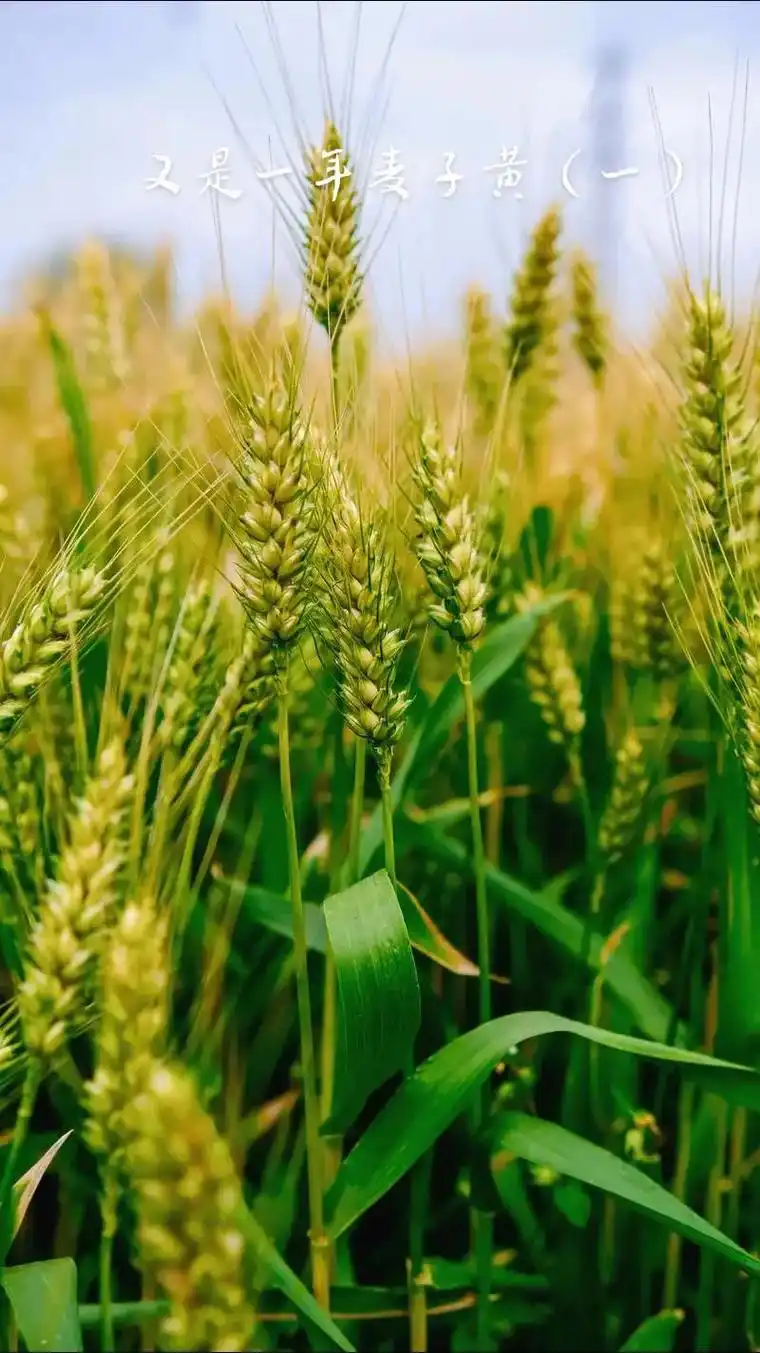 又是一年麦子黄,麦子已搭色,而且一天一个样,一天天走向成熟.谚语云