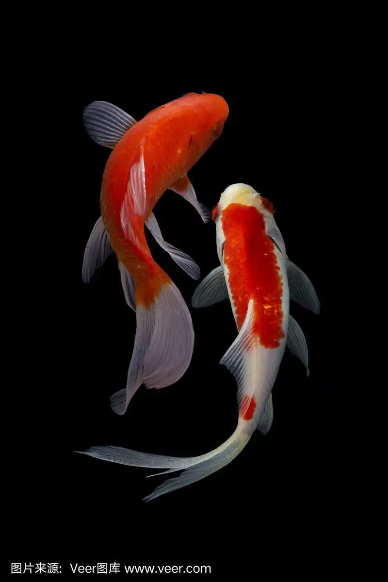 800_1200竖版 竖屏