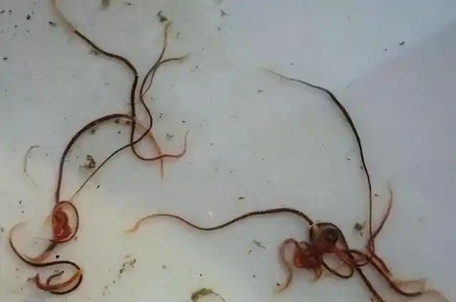 河南一小区自来水中发现线虫它是如何进入自来水的对人有害吗