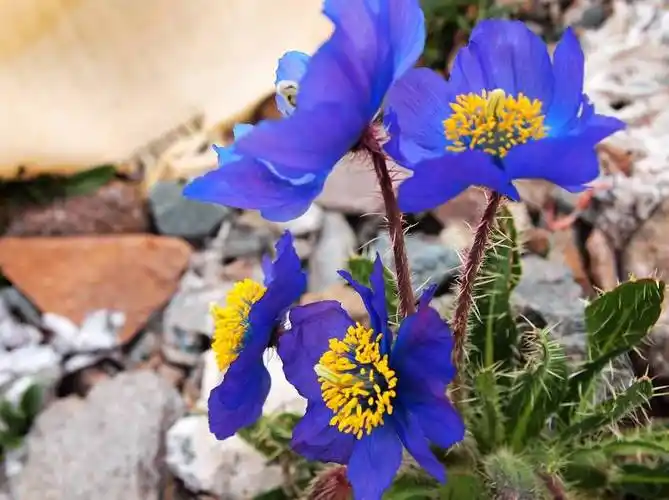 p>蓝花绿绒蒿,一年生或多年生 a target="_blank" href="/item/草本