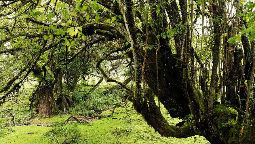 南伊沟原始森林