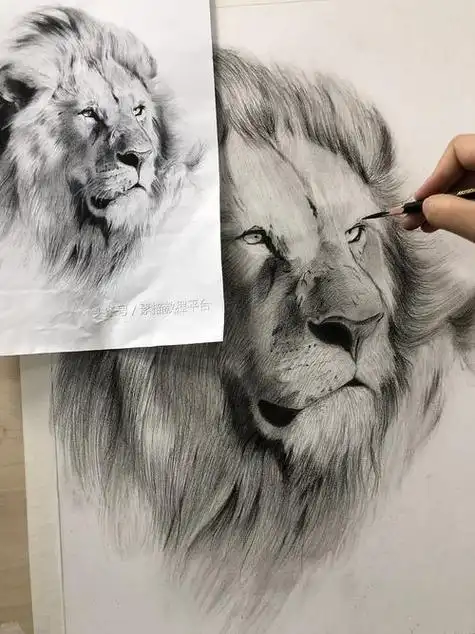 狮子素描画狮子素描画法一步一步的画