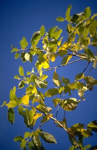 photoshop资源网 ps素材 ps素材 风景图片 草木森林 >> 正文