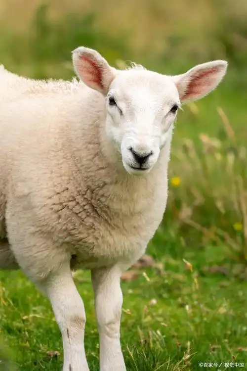 绵羊,一只行走在崖壁上的刀客,吃动物界的傻呆萌,没事就喜欢喝地球卡
