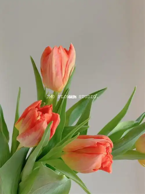 橙色重瓣郁金香