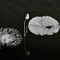 一花一世界一叶一菩提微信头像点击鼠标右键下载