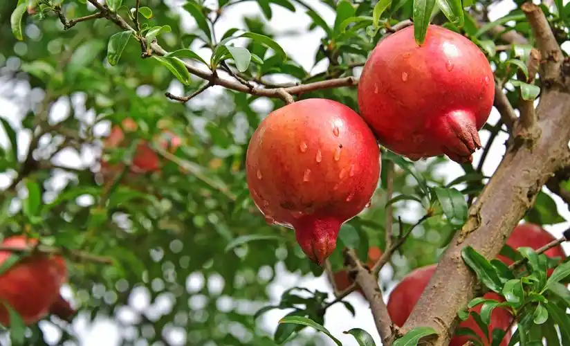 硕果累累满枝头,又是一个丰收季,这是秋日的佳友福田开心果园.