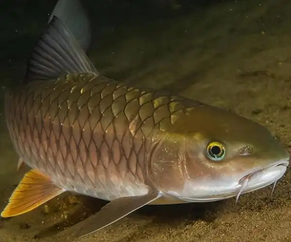 军鱼是一种中下层的鱼类,它对水质要求比较高,一般