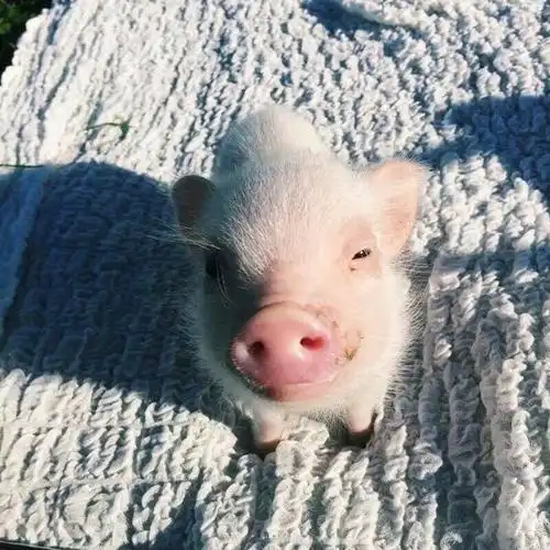 猪图片卖萌图片大全2021全新 你是我心中见过最可爱的猪宝宝