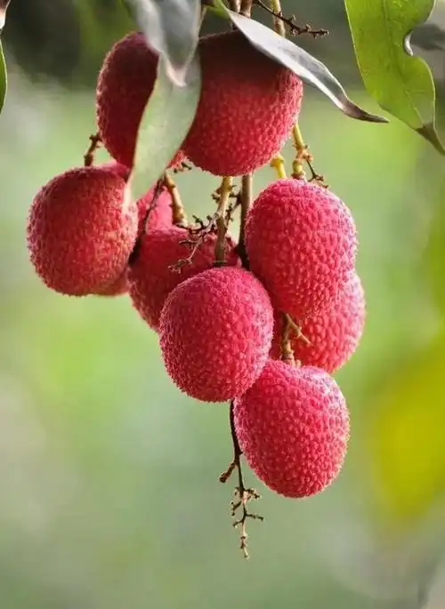 壁纸:红色果实,果香诱人