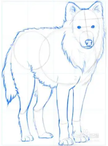 如何画北极狼